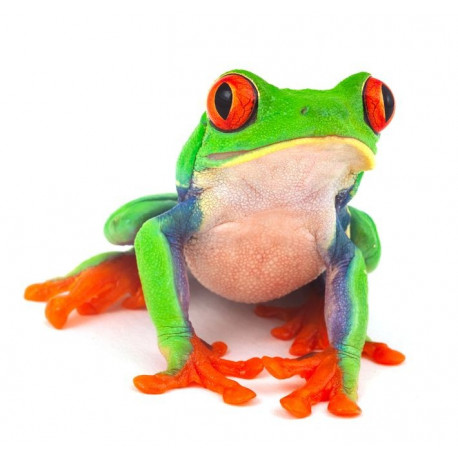 Sticker grenouille