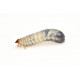 Sticker larve de chenille