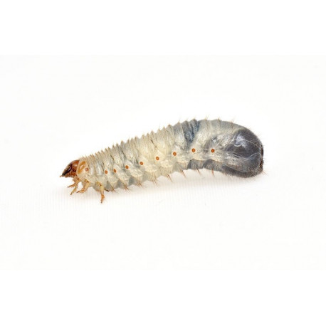 Sticker larve de chenille