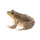 Sticker grenouille
