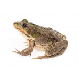 Sticker grenouille
