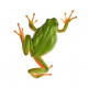 Sticker grenouille vue de haut