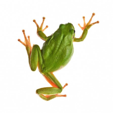 Sticker grenouille vue de haut