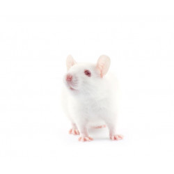 Sticker souris blanche