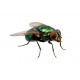 Sticker mouche