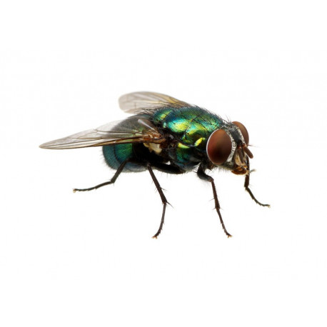 Sticker mouche