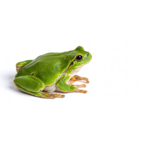 Sticker grenouille