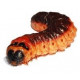 Sticker chenille marron