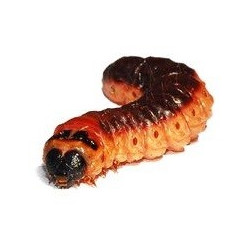 Sticker chenille marron