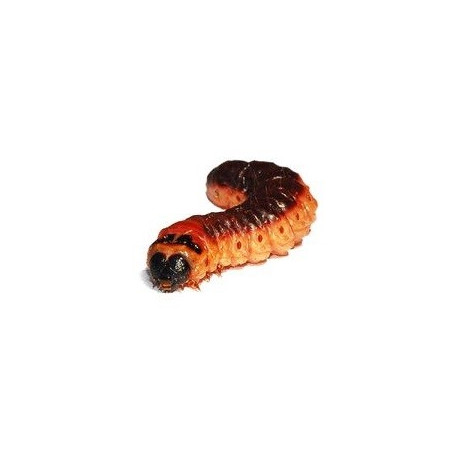 Sticker chenille marron