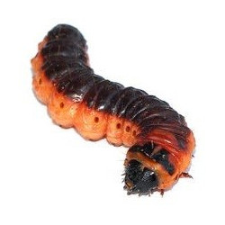 Sticker chenille marron