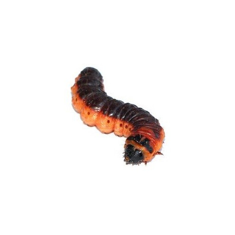 Sticker chenille marron