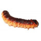 Sticker chenille marron