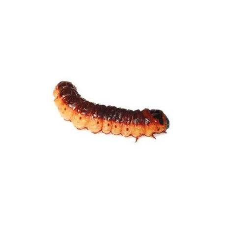 Sticker chenille marron