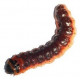 Sticker chenille marron