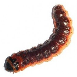 Sticker chenille marron