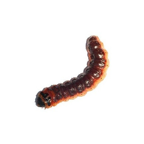 Sticker chenille marron