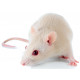 Sticker souris blanche