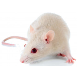 Sticker souris blanche