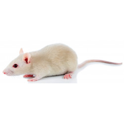 Sticker souris blanche