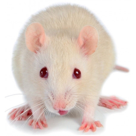 Sticker souris blanche