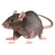 Sticker souris grise