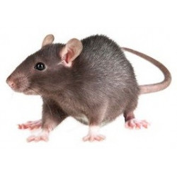 Sticker souris grise