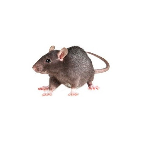 Sticker souris grise