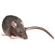 Sticker souris grise