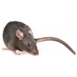 Sticker souris grise
