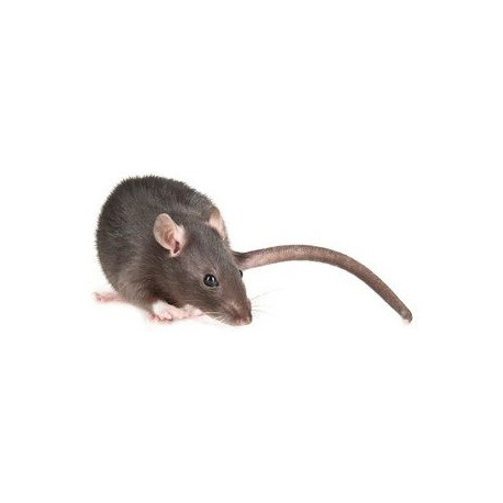 Sticker souris grise