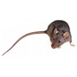 Sticker souris grise