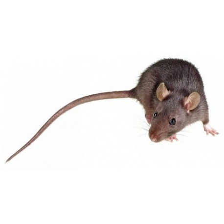 Sticker souris grise