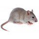 Sticker souris grise