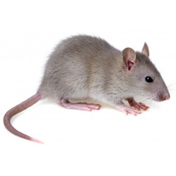 Sticker souris grise