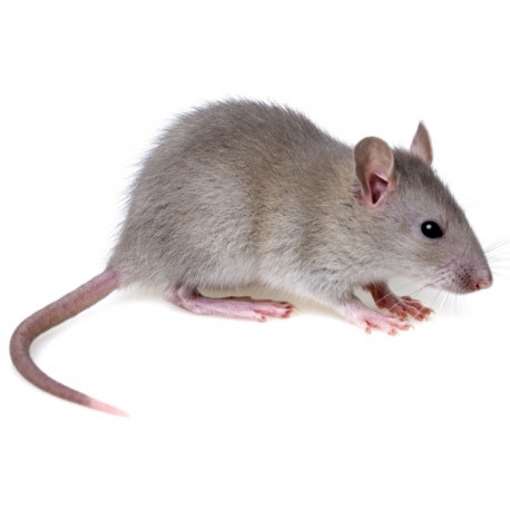 Sticker souris grise