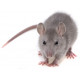 Sticker souris grise