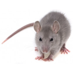 Sticker souris grise