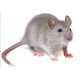 Sticker souris grise