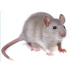 Sticker souris grise