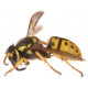 Sticker guepe