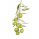 Sticker olive en grappe