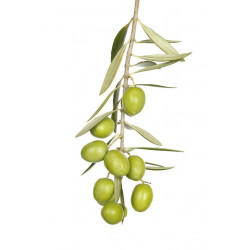 Sticker olive en grappe