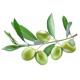 Sticker olive verte avec feuilles