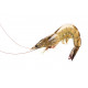 Sticker petites crevettes