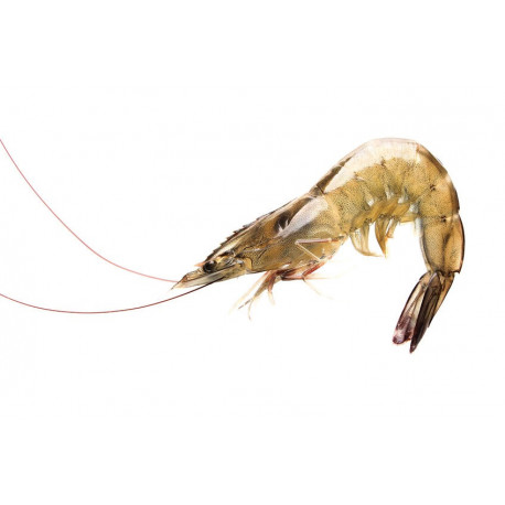 Sticker petites crevettes
