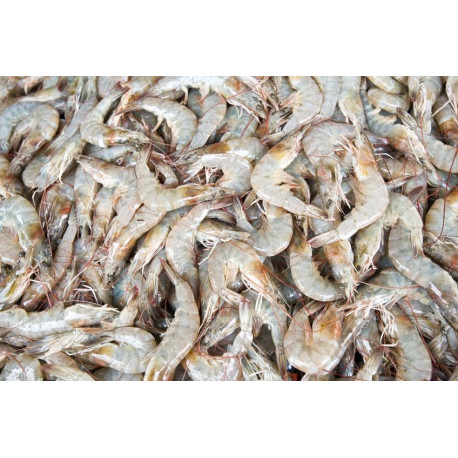 Sticker crevette grise