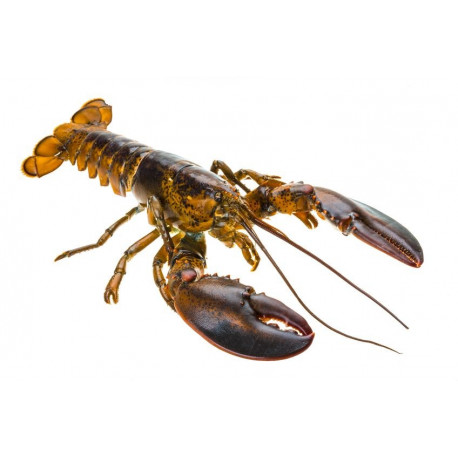 Sticker homard