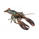 Sticker homard bleu