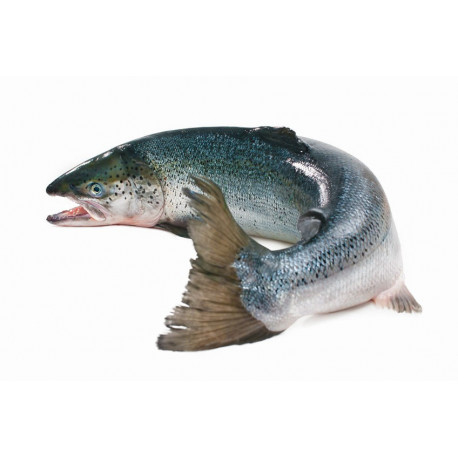 Sticker tranche de saumon